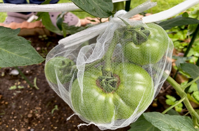 大玉トマト栽培の様子 袋掛けと雨よけ 家庭菜園 たゆろぐ